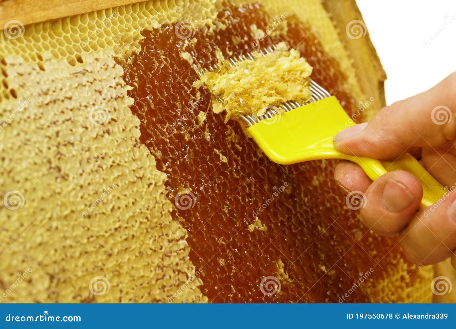 uncapping of honeycombs - a visit to the beekeeper