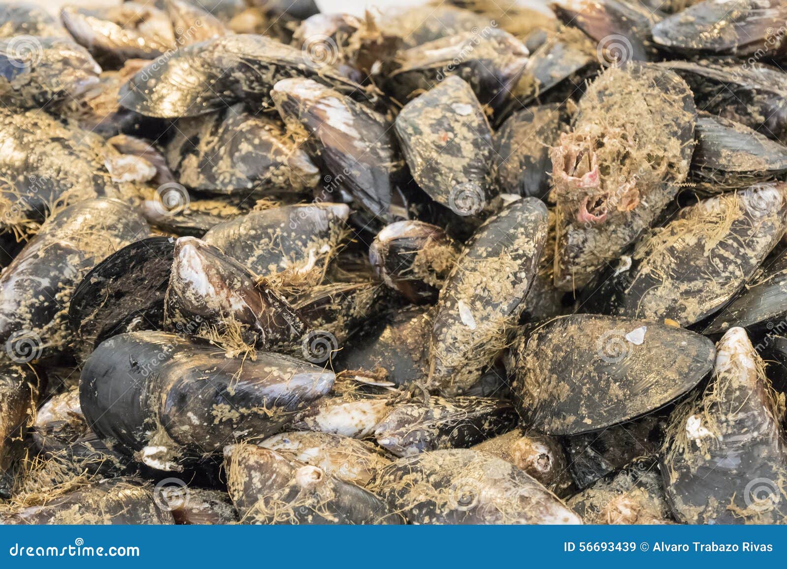 Uncleaned Mussels in the Fish Market Stock Image Image of meal, diet