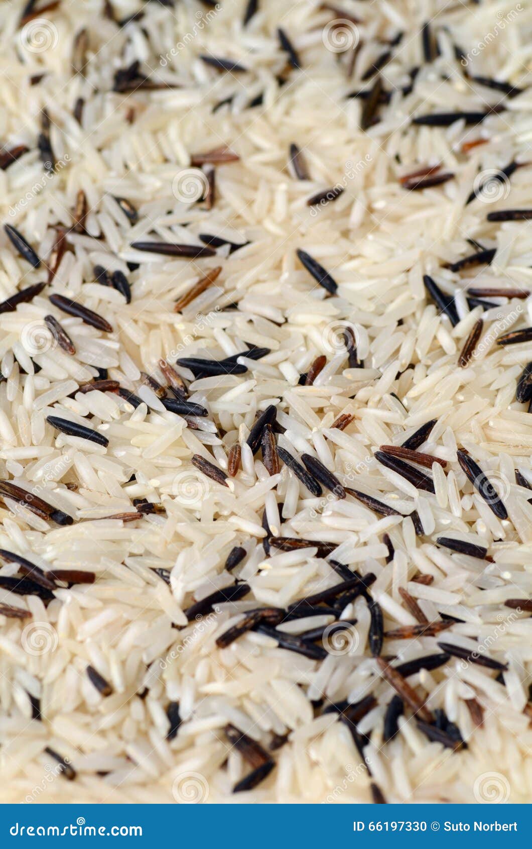 Uncooked Mixed Rice stock photo. Image of rice, asian 66197330