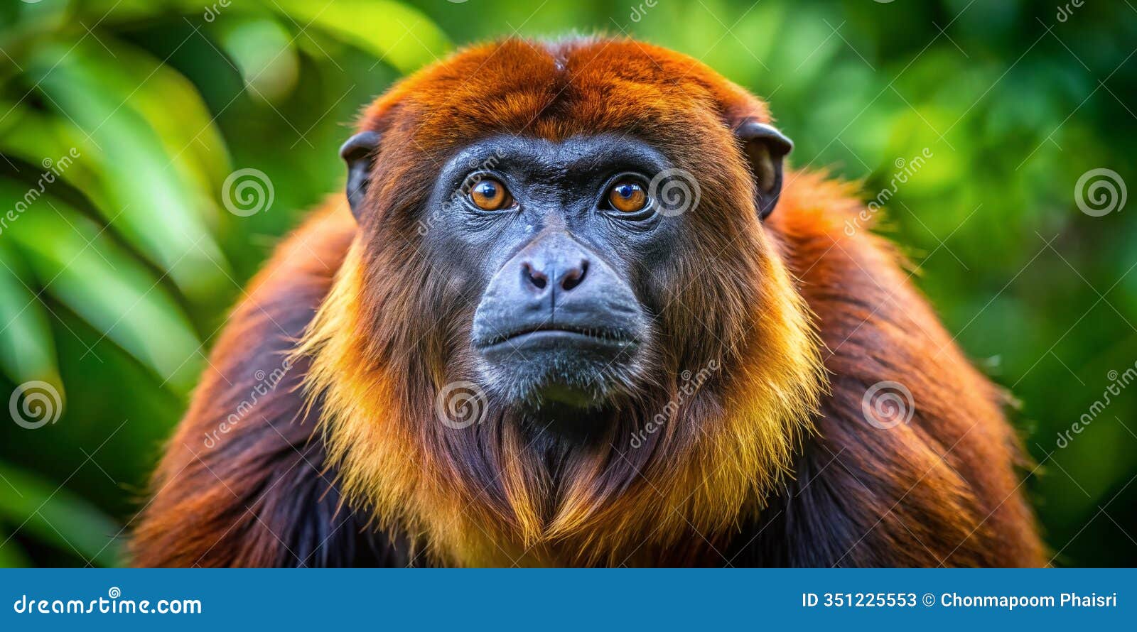 uncover the joyful world of howler monkeys candid jungle portraits capture their quirky charm and central american