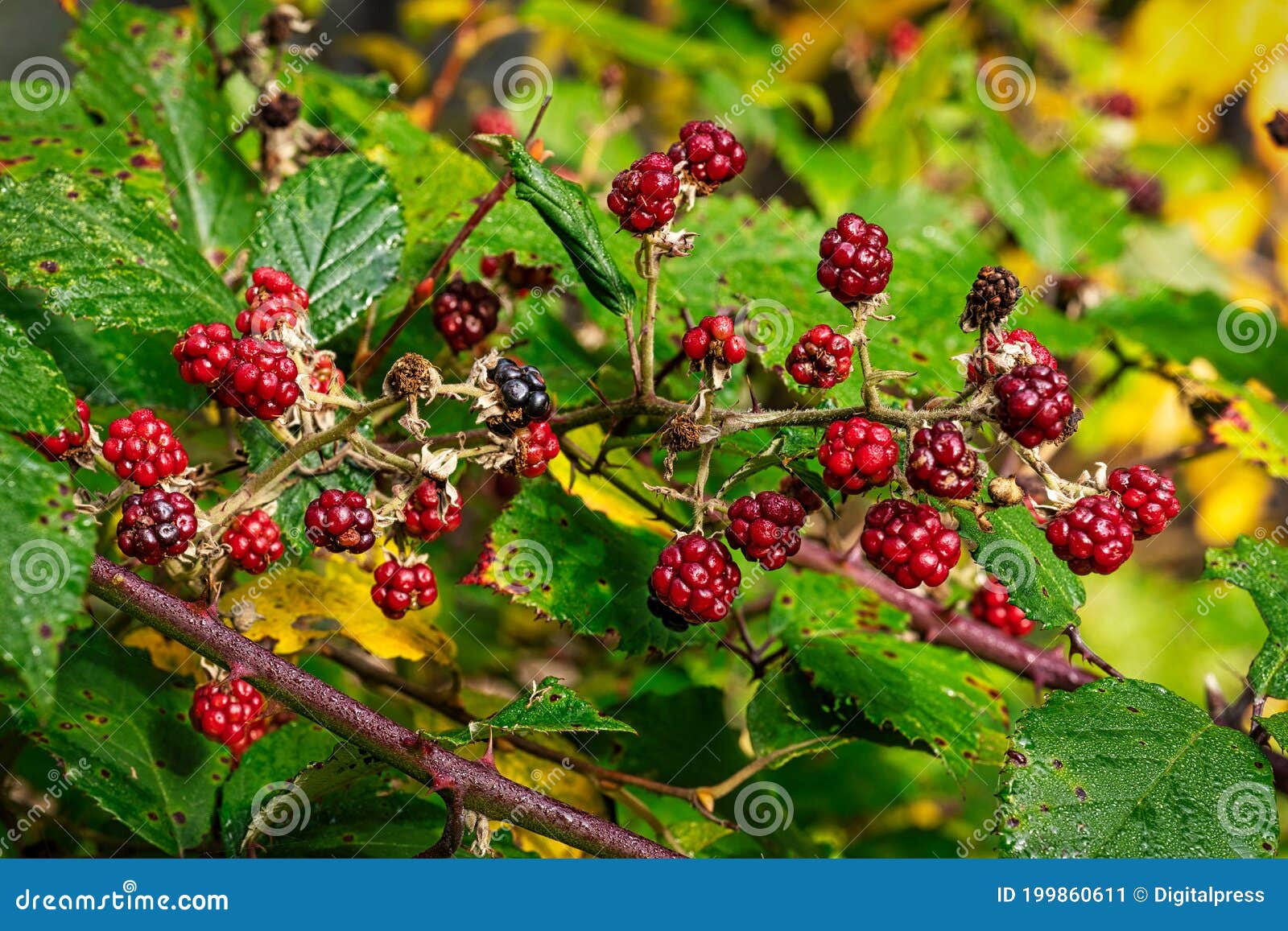 uncultivated berries in forest