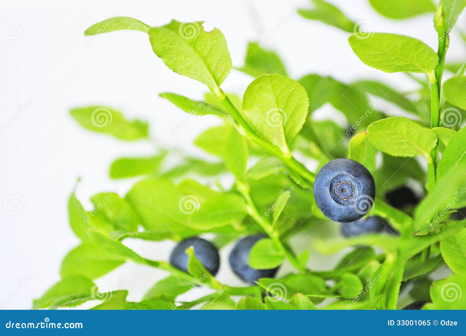 uncultivated huckleberry