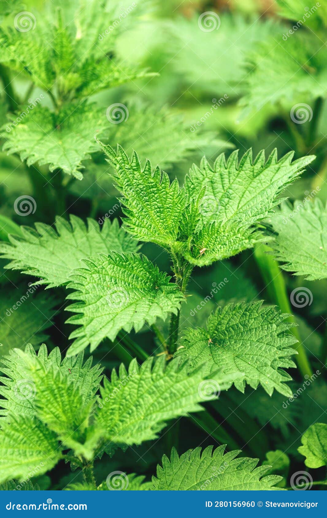 uncultivated stinging nettle in a lush green meadow