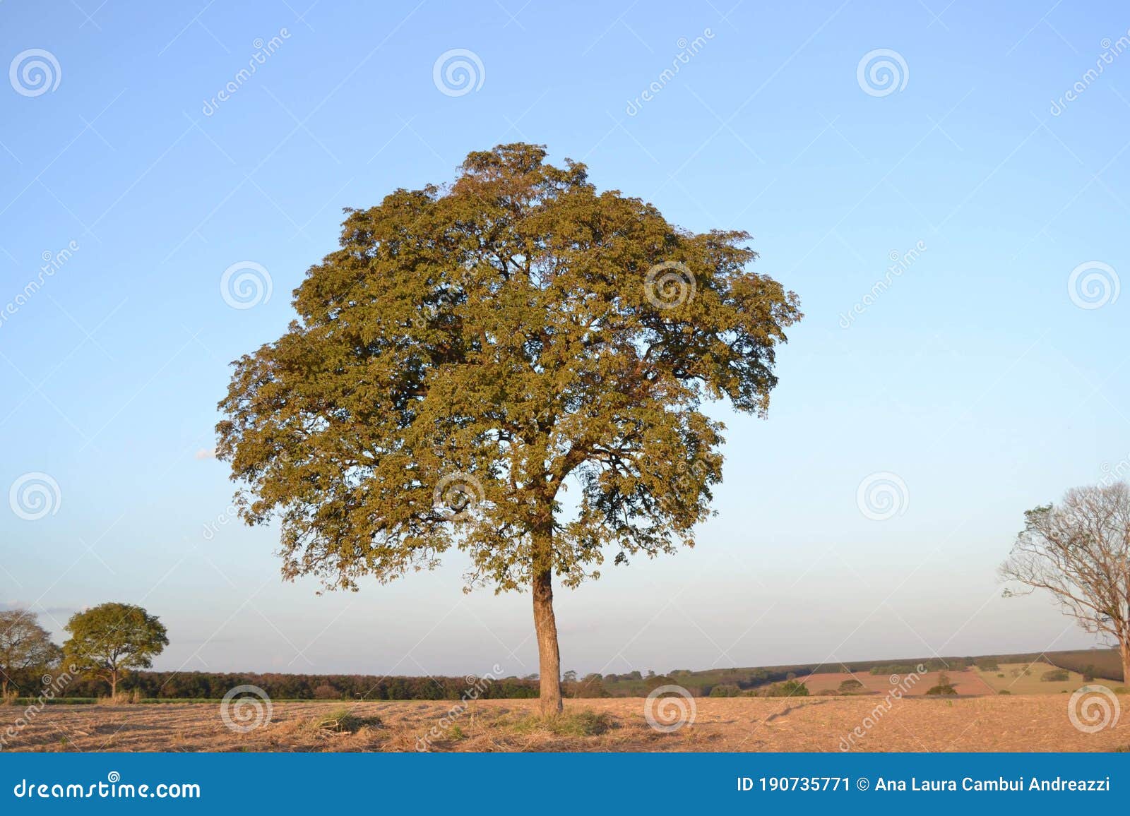 a undefined tree on the landscape
