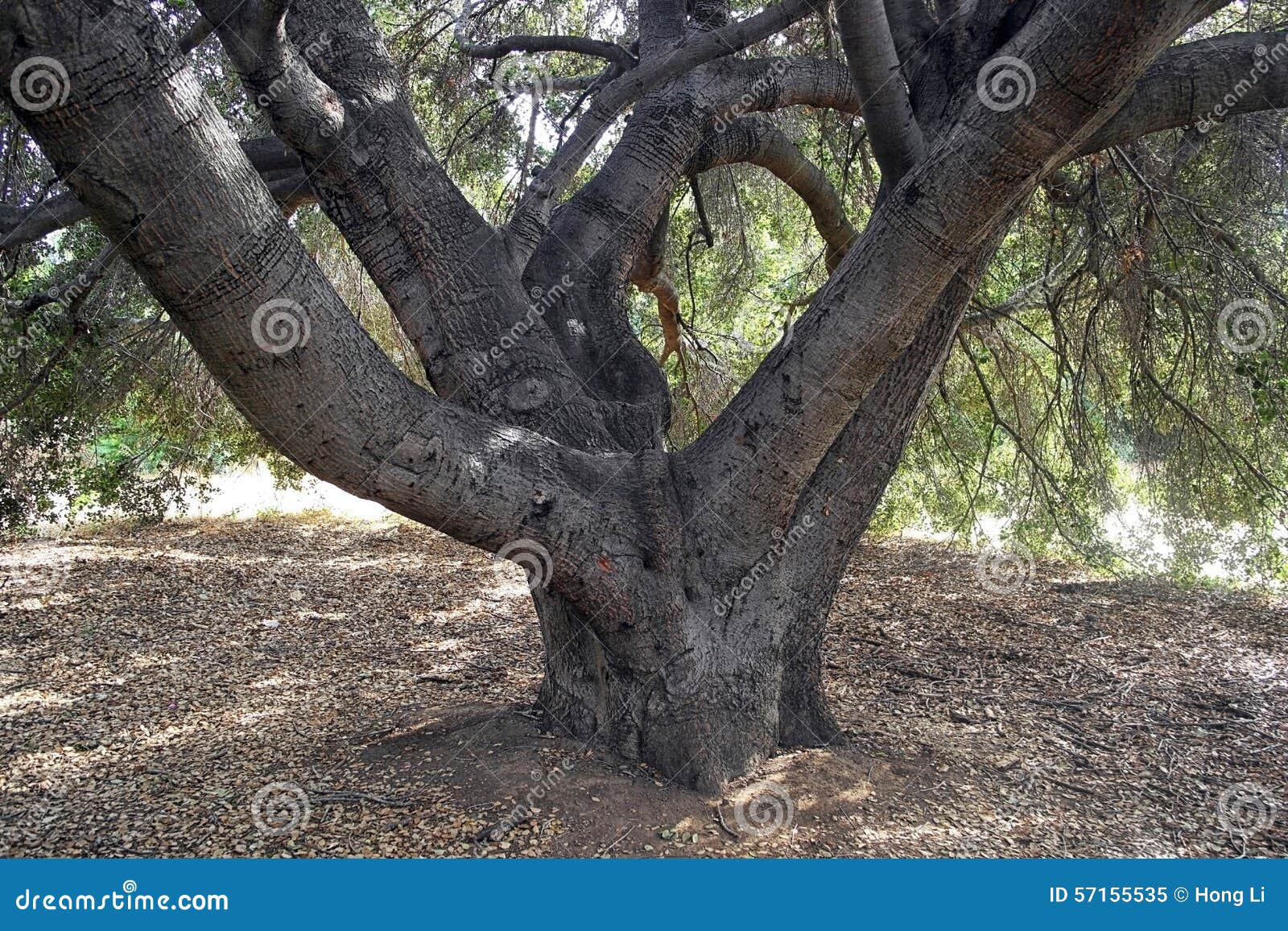 Under the Branches of a Mysterious Ancient Tree Stock Image - Image of