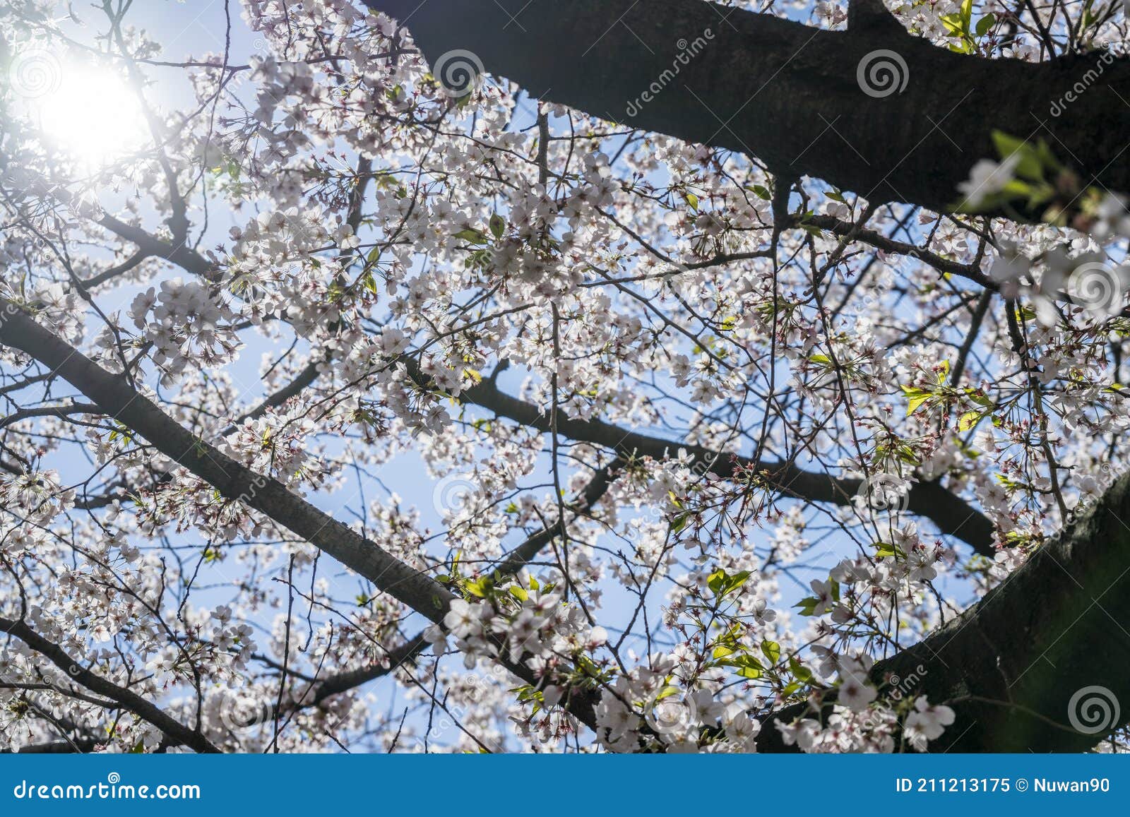 Under a Cherry Blossom Tree Blooming with Sunlight and Blue Sky in