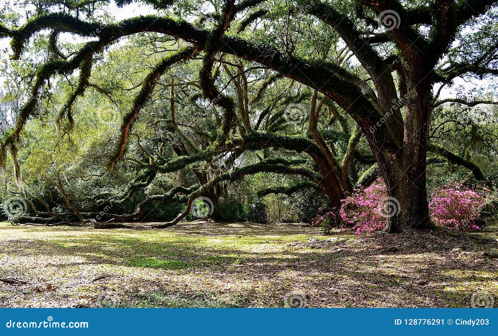 Under The Majestic Oak Trees At Jungle Gardens Avery Island Louisiana Stock Image Image Of Majestic Walking 128776291