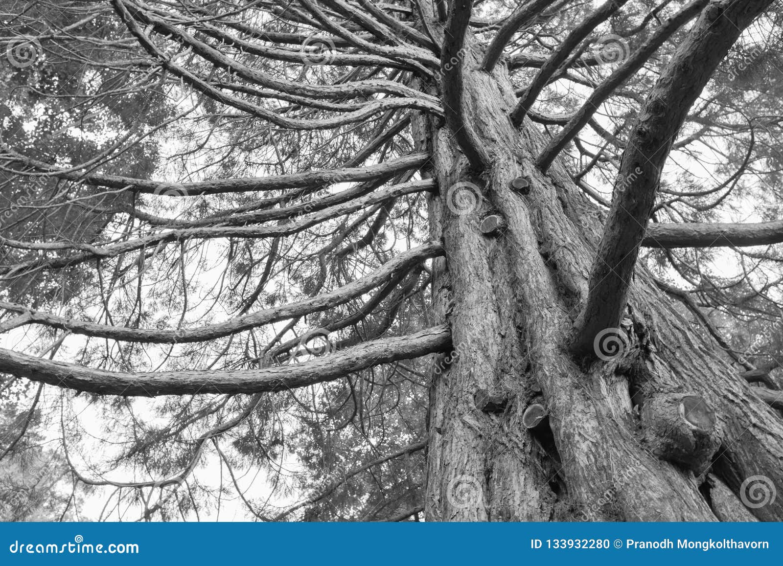 Under Oak Tree Black And White Tone Stock Photo - Image of abstract