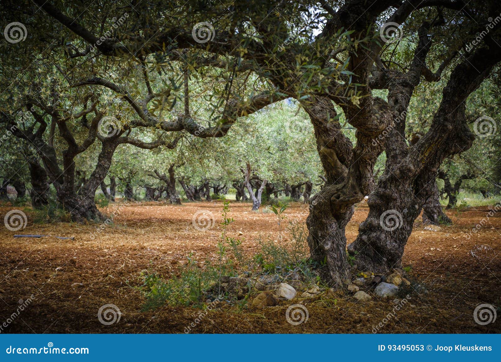 Under the olive trees farm stock image. Image of farming 93495053