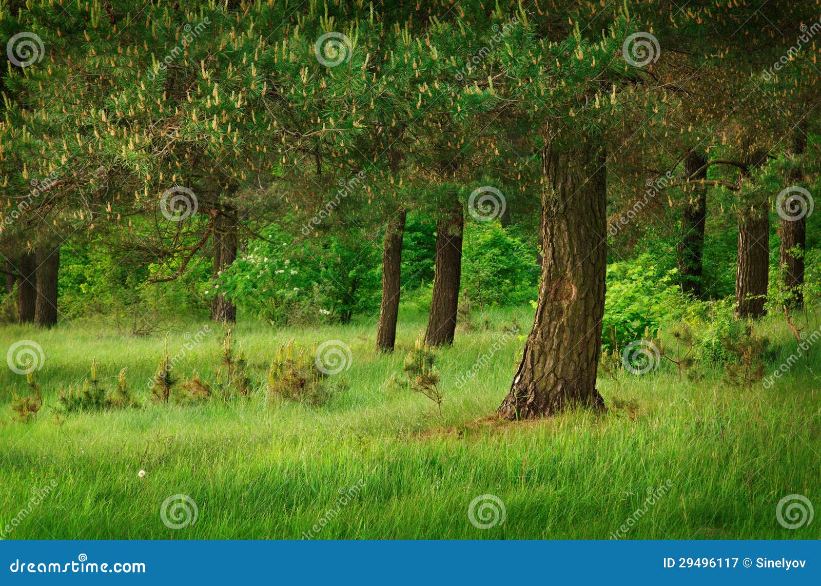 Under pine tree stock image. Image of scenic, wood, summer 29496117