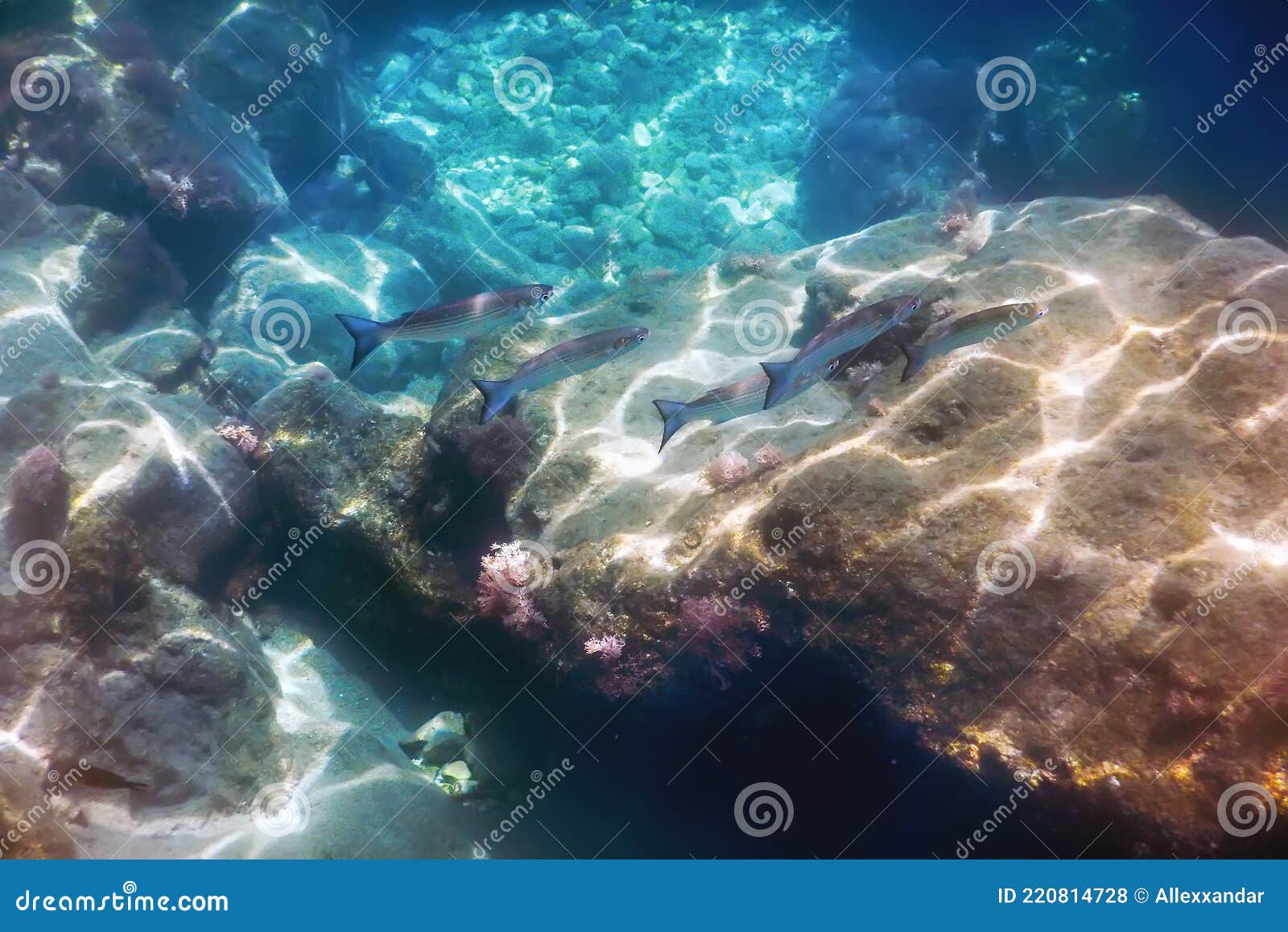 Under the Sea, Underwater Life, Fish Underwater Scene Sunlight Stock ...