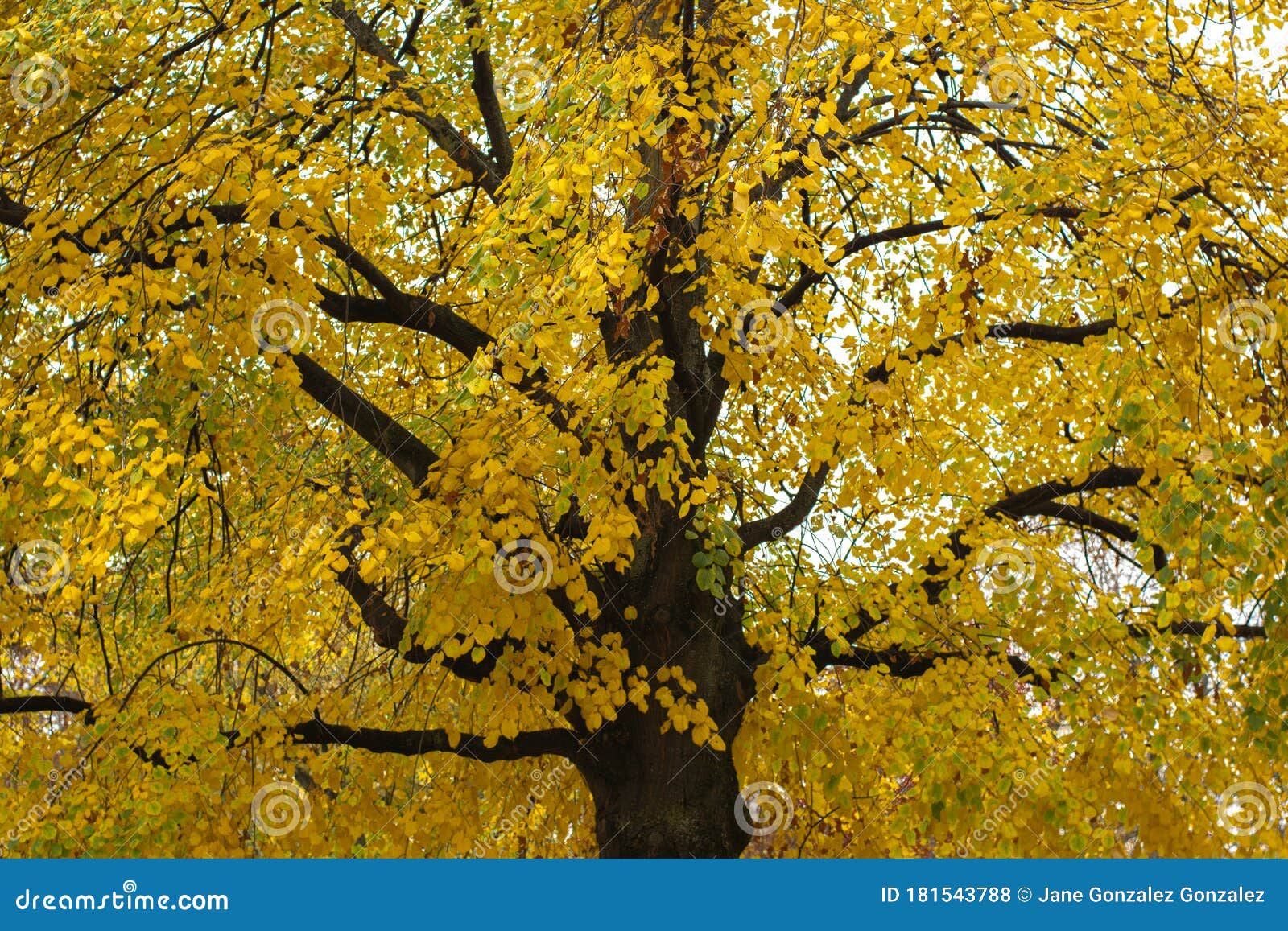 under the shade of tall trees in autumn, switzerland