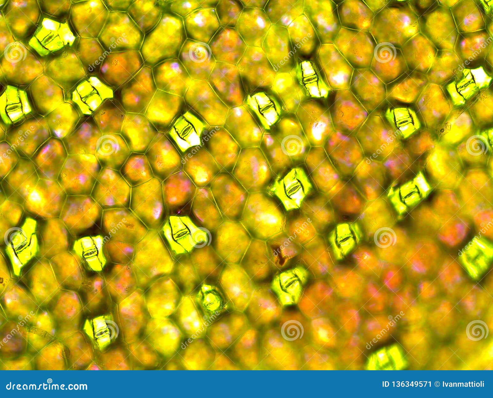 under side of zebrina pendula leaf showing several stomata under microscope.