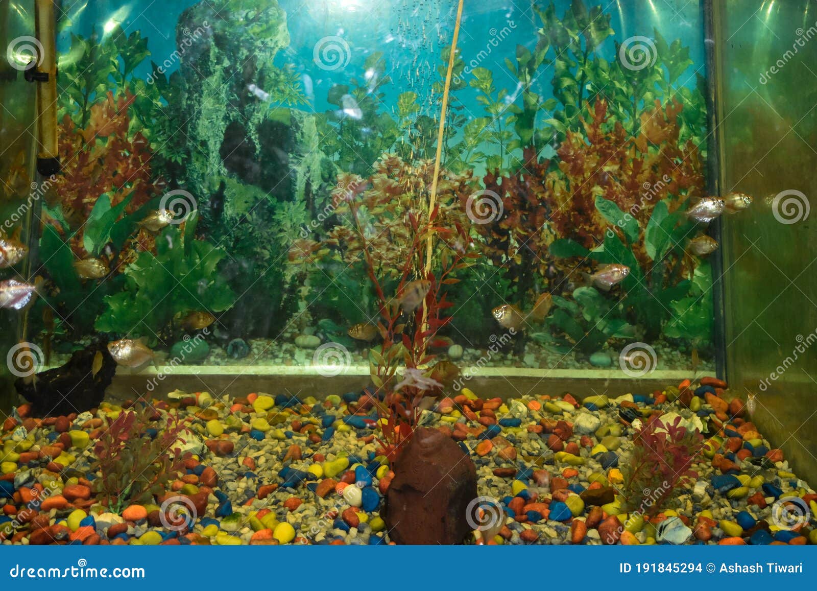 Under Water the Aquarium. a View from Container at Home Aquarium Stock