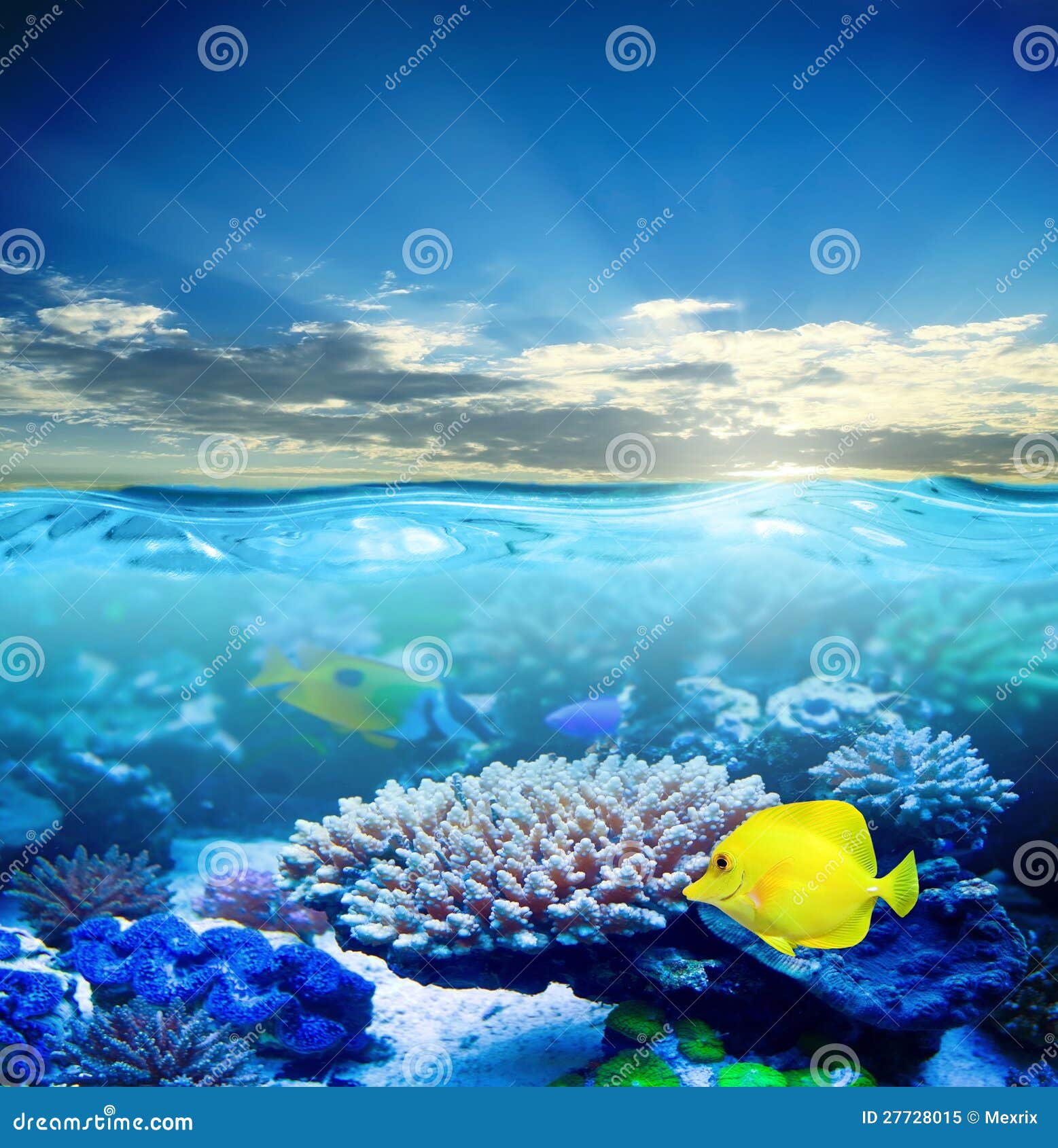 Under water life stock image. Image of aquarium, blue - 27728015