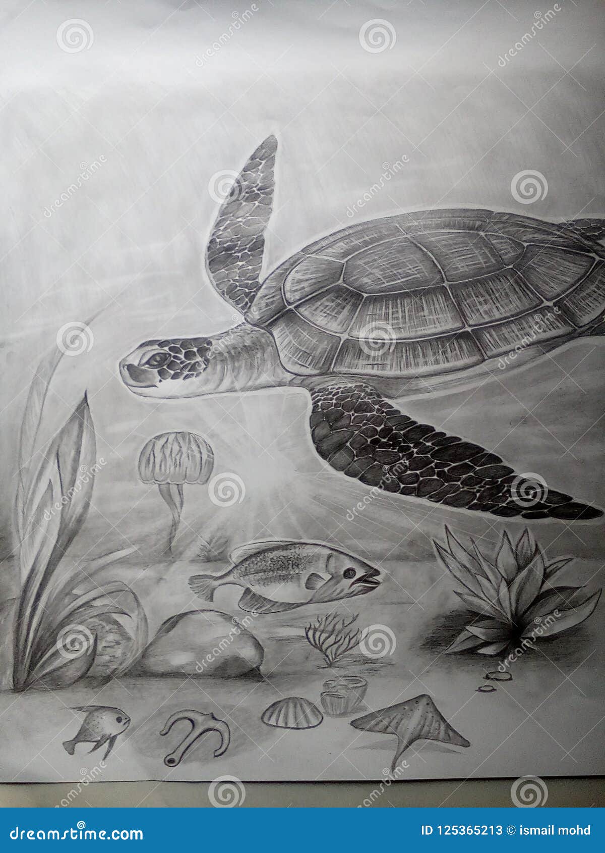 How to Draw a Sea Turtle - Create a Cute Sea Turtle Sketch