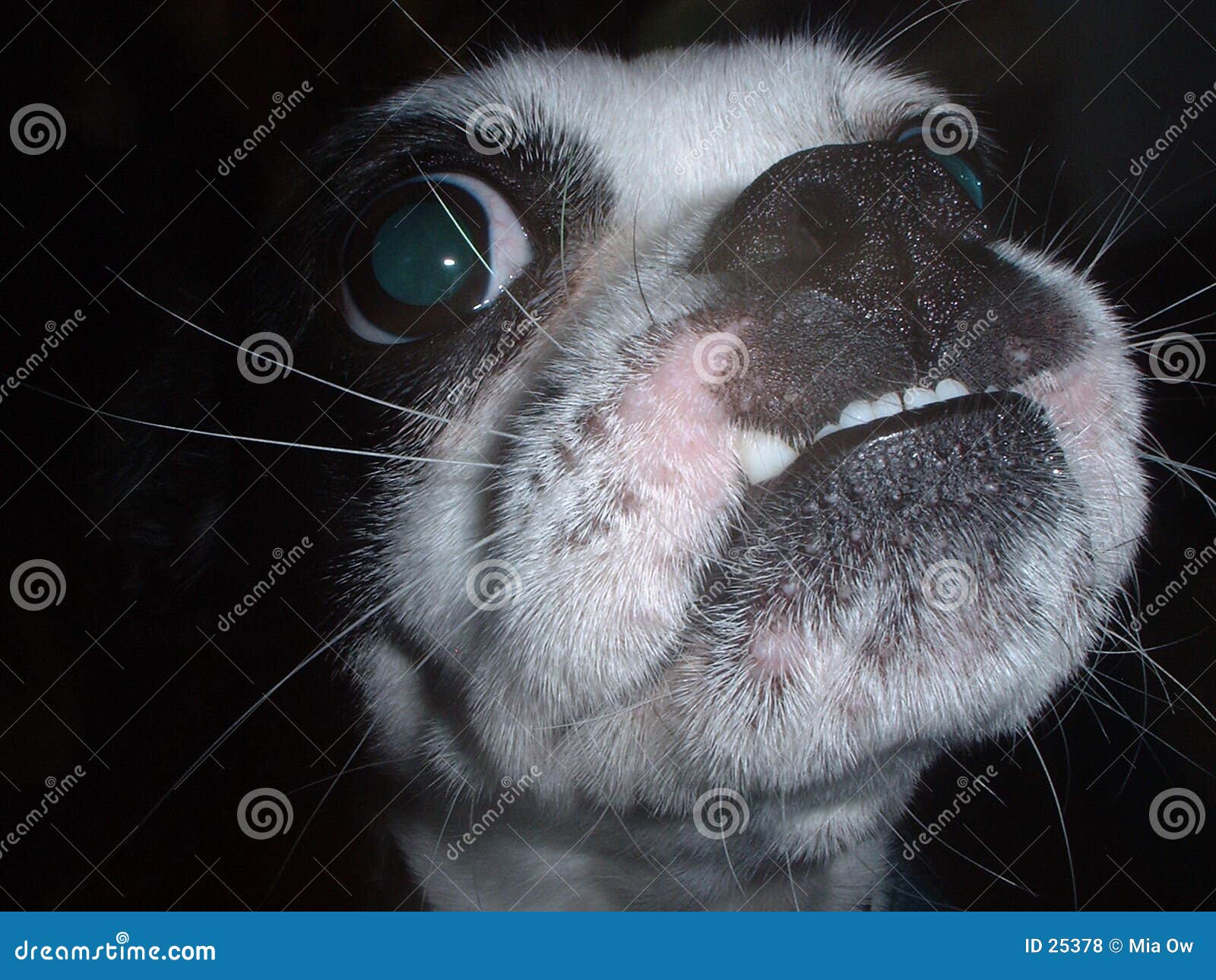 Underbite Mutt stock photo. Image of boston, terrier, funny 25378