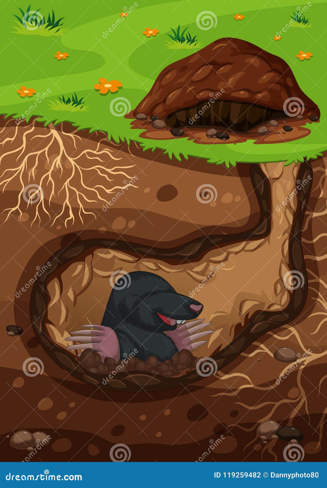 Underground Mole in a Tunnel Stock Vector Biology Diagrams
