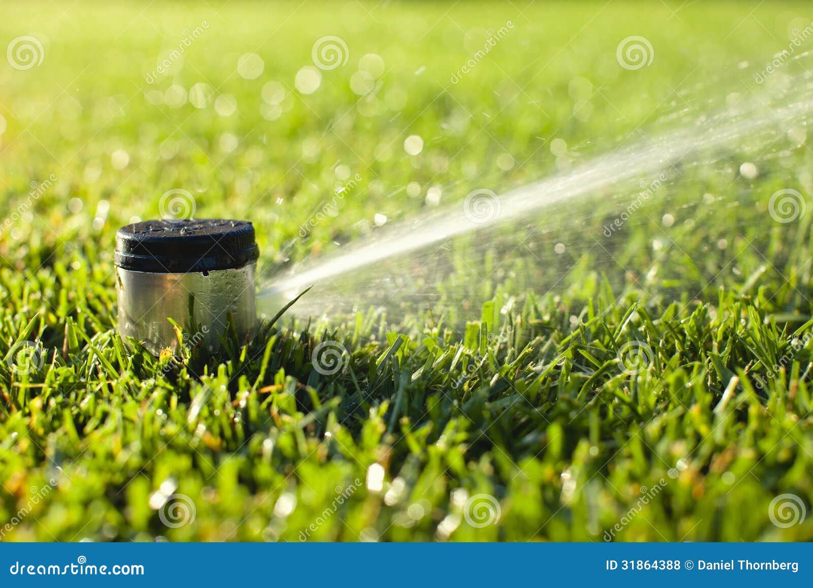 Underground Sprinkler Head Spraying in the Morning Sunlight Stock Photo