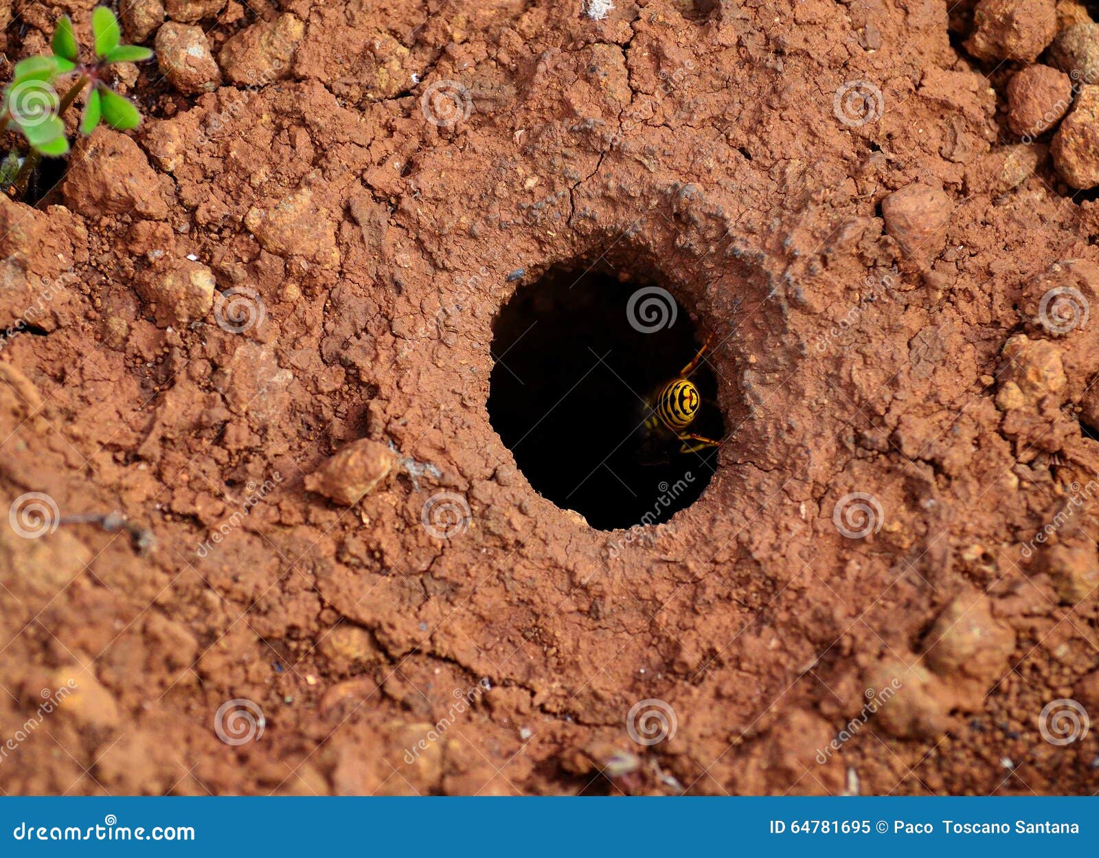 Underground wasp nest stock image. Image of life, environment 64781695