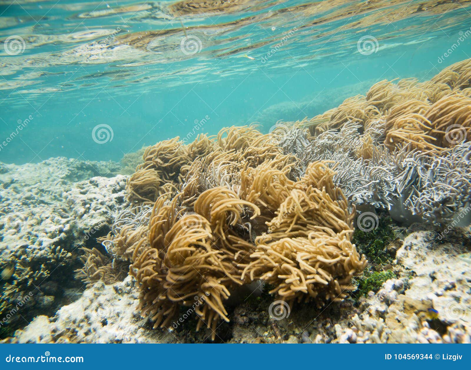 Undersea Great Astrolabe Coral Garden Stock Photo Image Of Life