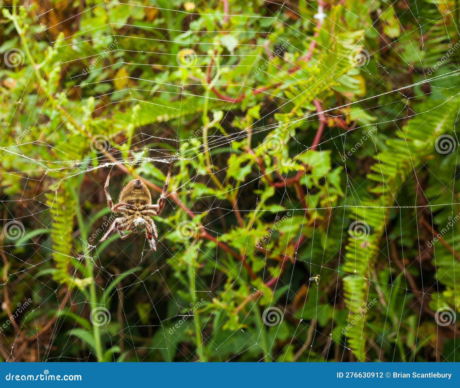 Underside of Big Hairy Spider in Web Stock Photo - Image of hairy