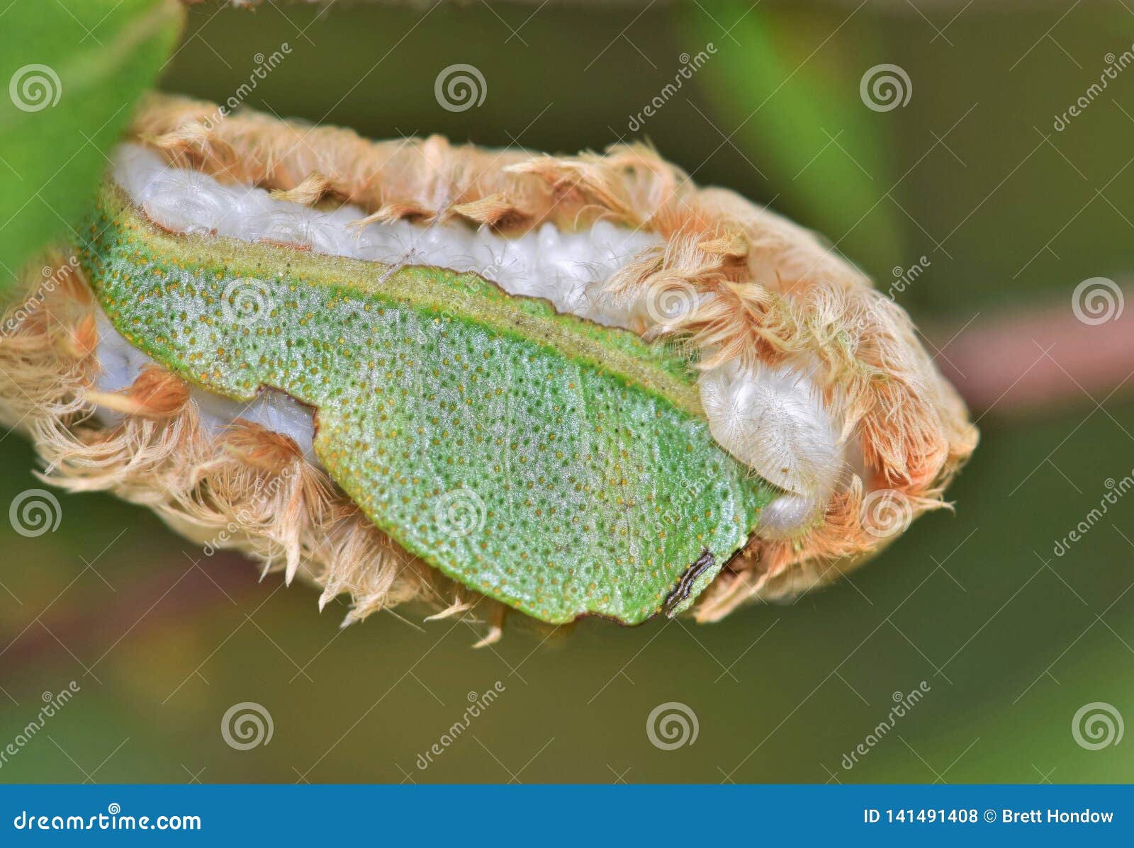 the underside of a flannel moth.