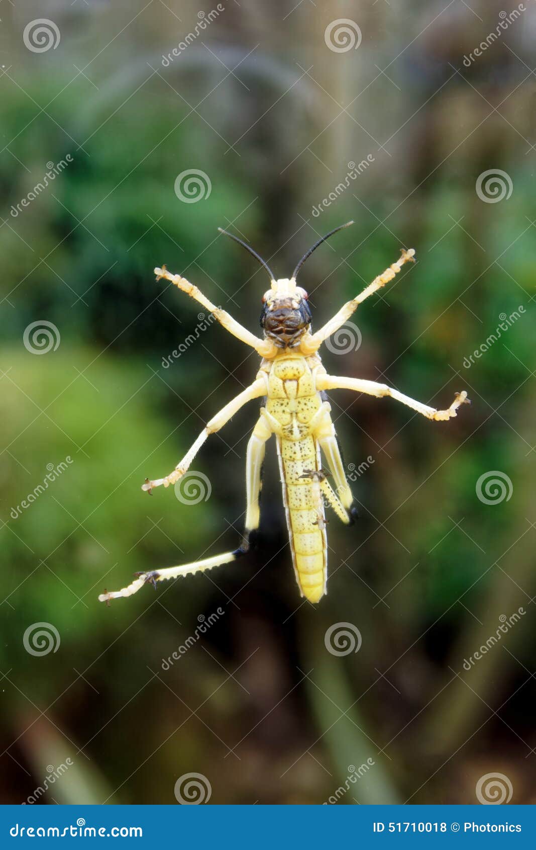 underside of grasshopper