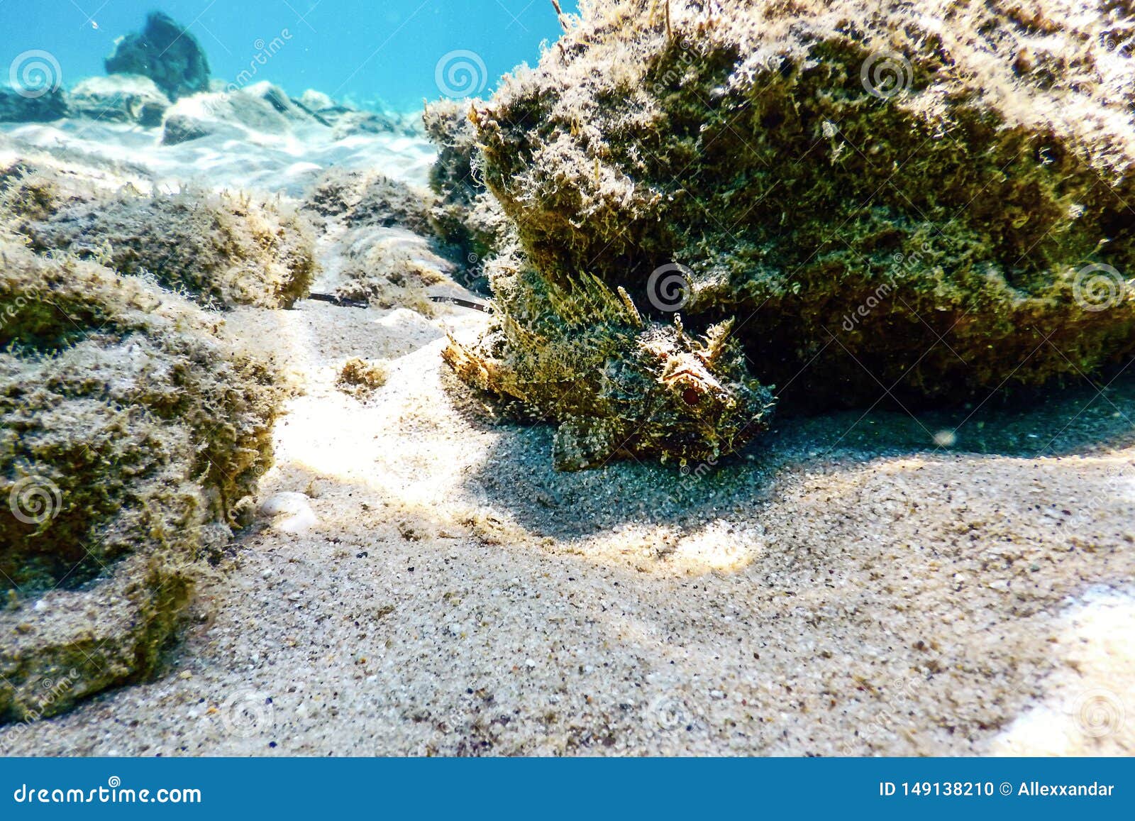 Undervattens- undervattens- liv f?r skorpionfisk Liten r?d scorpionfishScorpaenanotata. Undervattens- undervattens- liv f?r skorpionfisk E