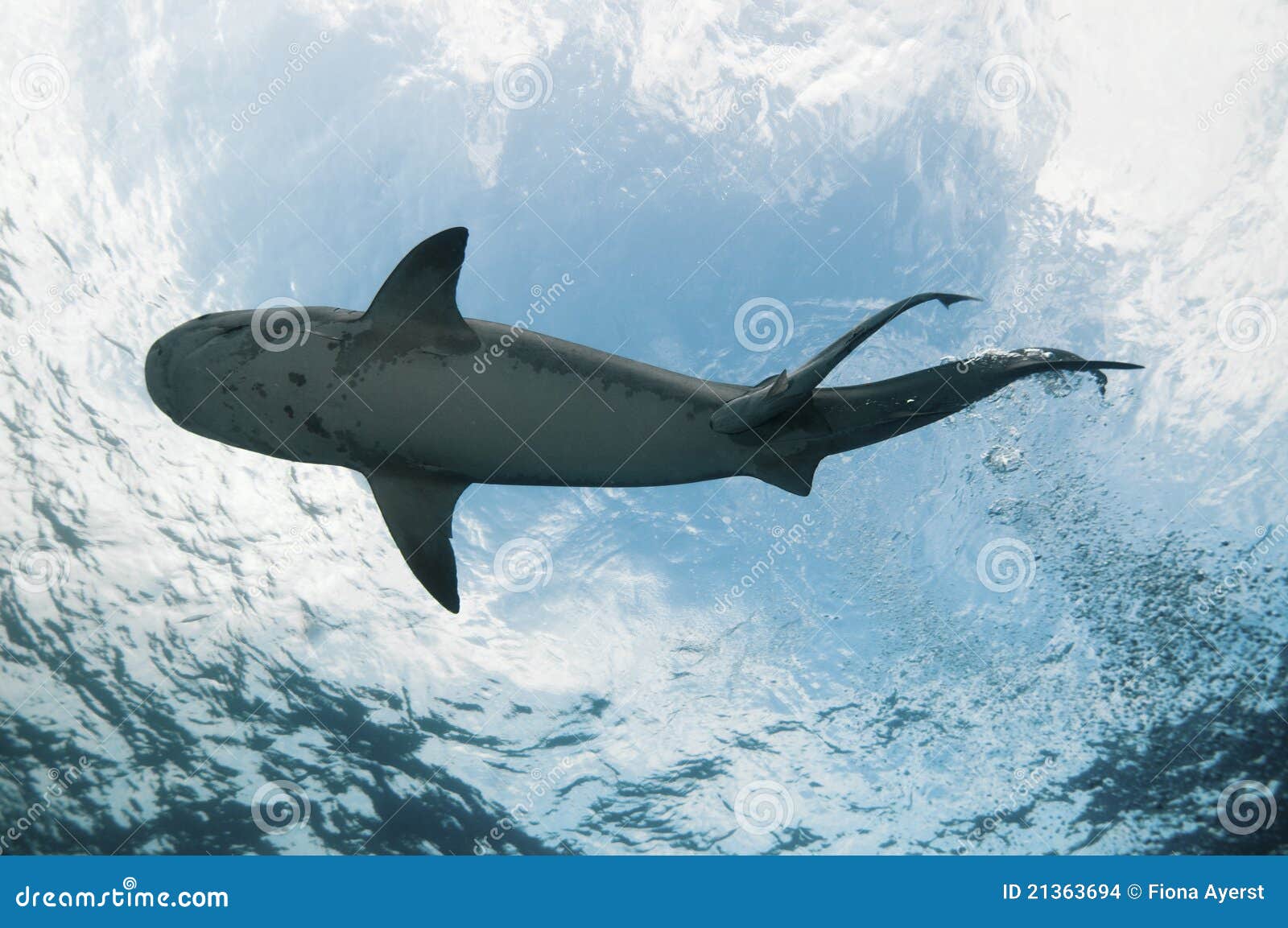 Underview of a tiger shark stock photo. Image of sharks - 21363694
