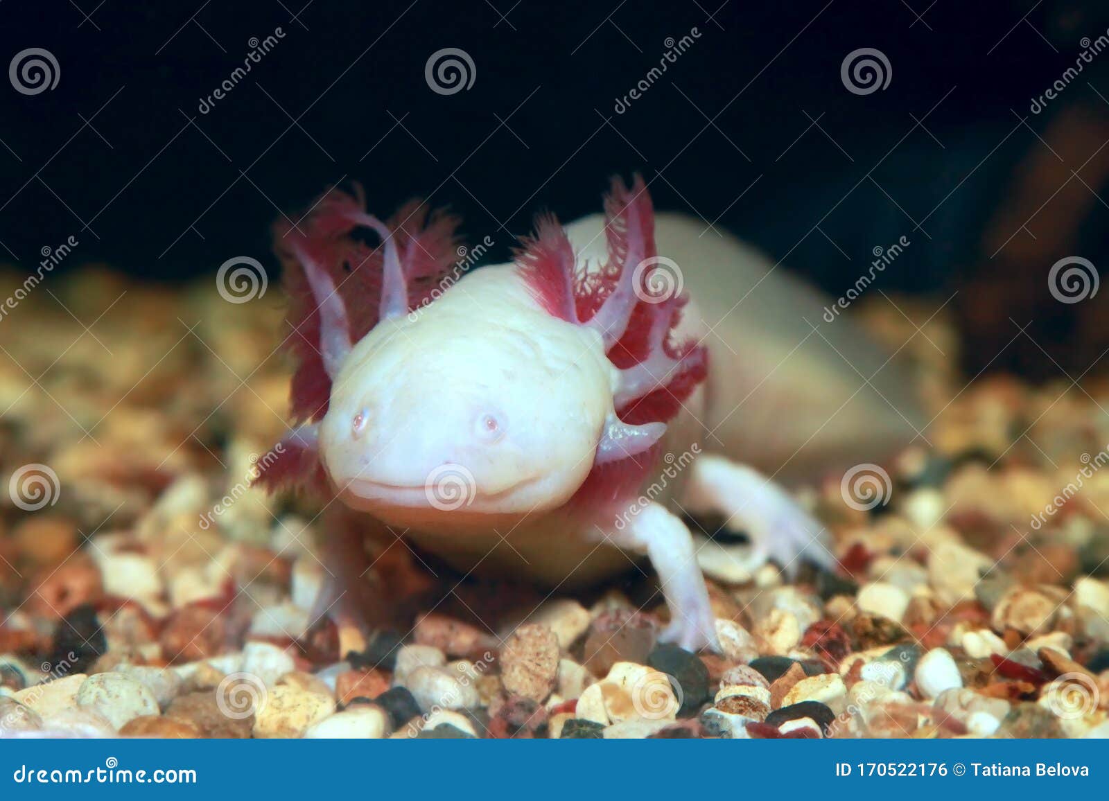 Mexican Walking Fish Photos Free Royalty Free Stock Photos From Dreamstime