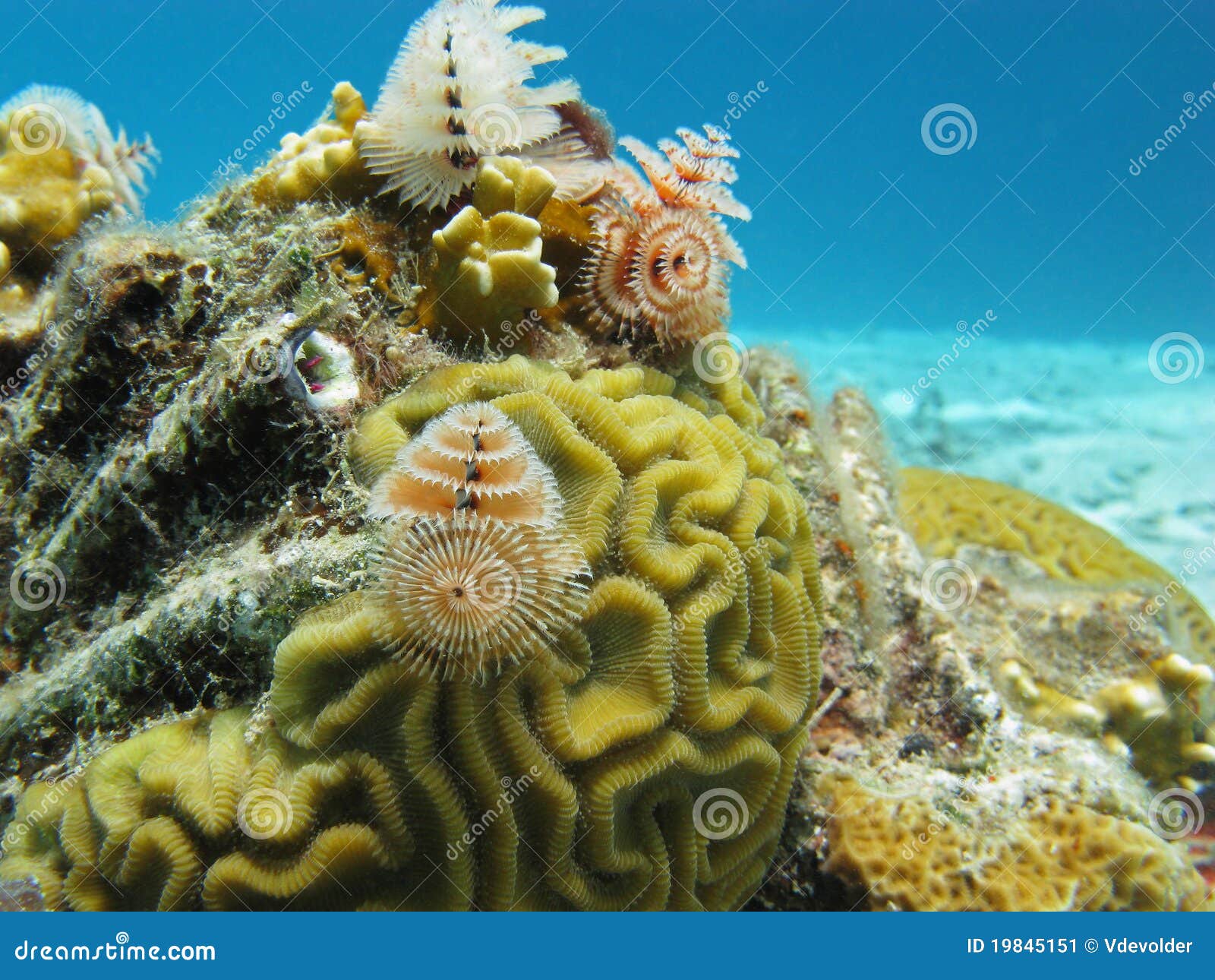 Underwater Bonaire stock image. Image of tree, blue, worm 19845151