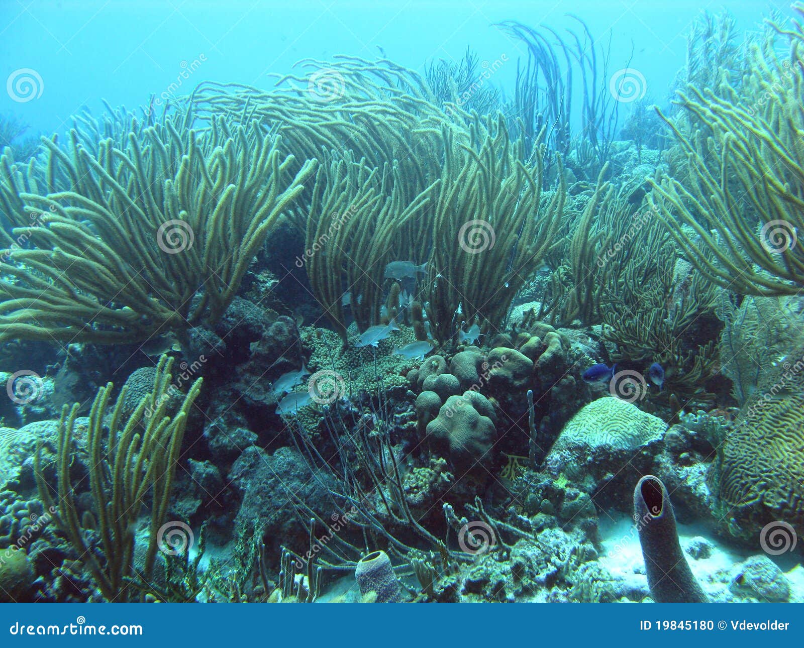 Underwater Bonaire stock photo. Image of underwater, color 19845180