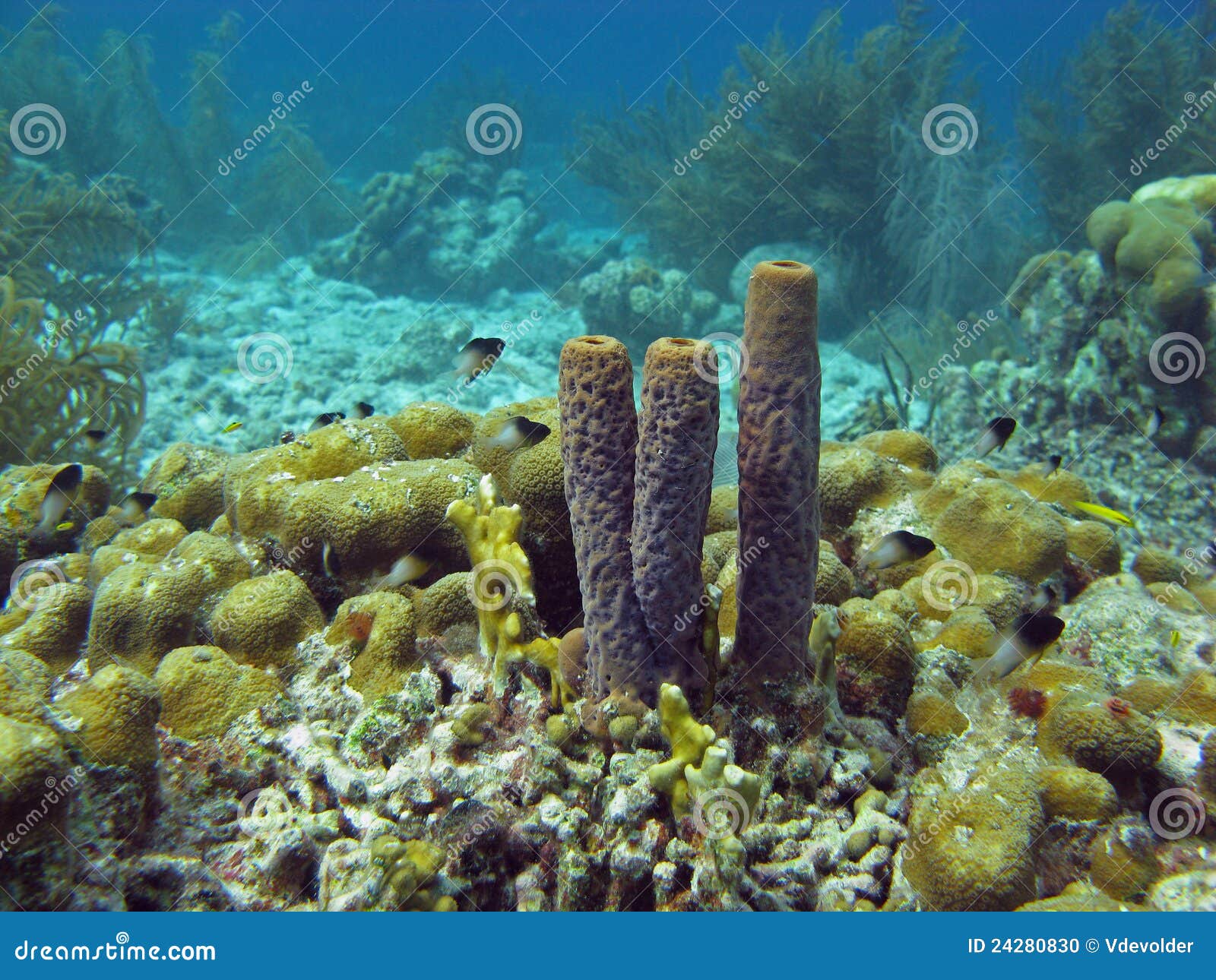 Underwater Bonaire stock photo. Image of fish, sponge 24280830