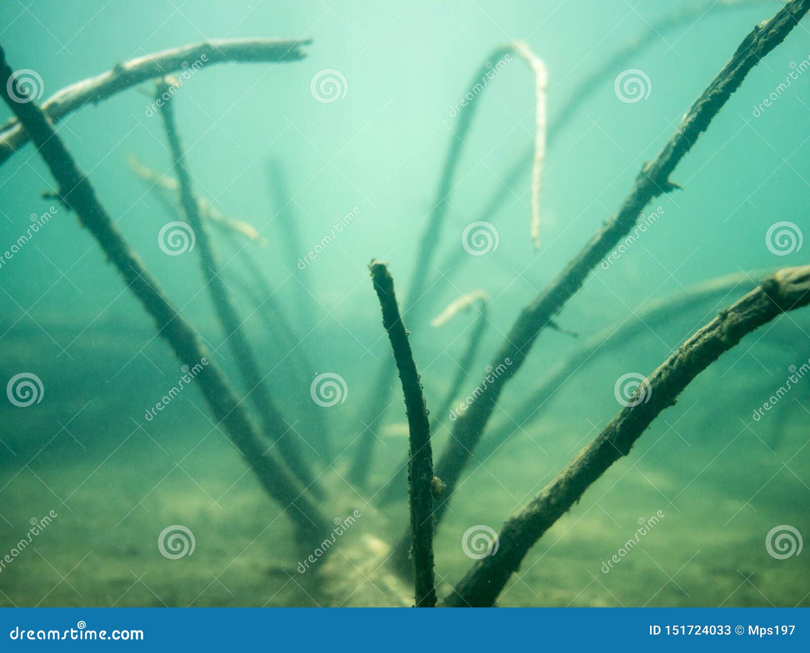 Underwater Branches of Fallen Tree in Lake Bottom Stock Image - Image