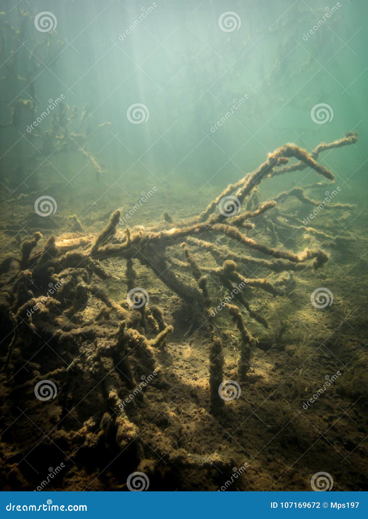 Underwater Branches and Sunbeams Stock Photo - Image of sediment, water