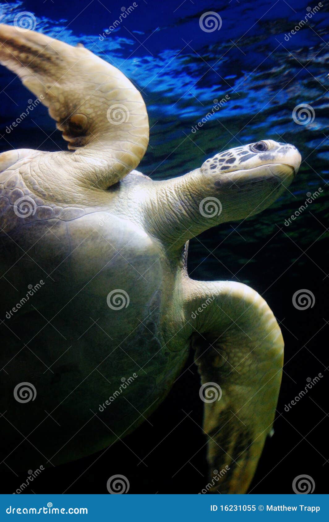 Underwater Close Up View of Sea Turtle Stock Image Image of caribbean