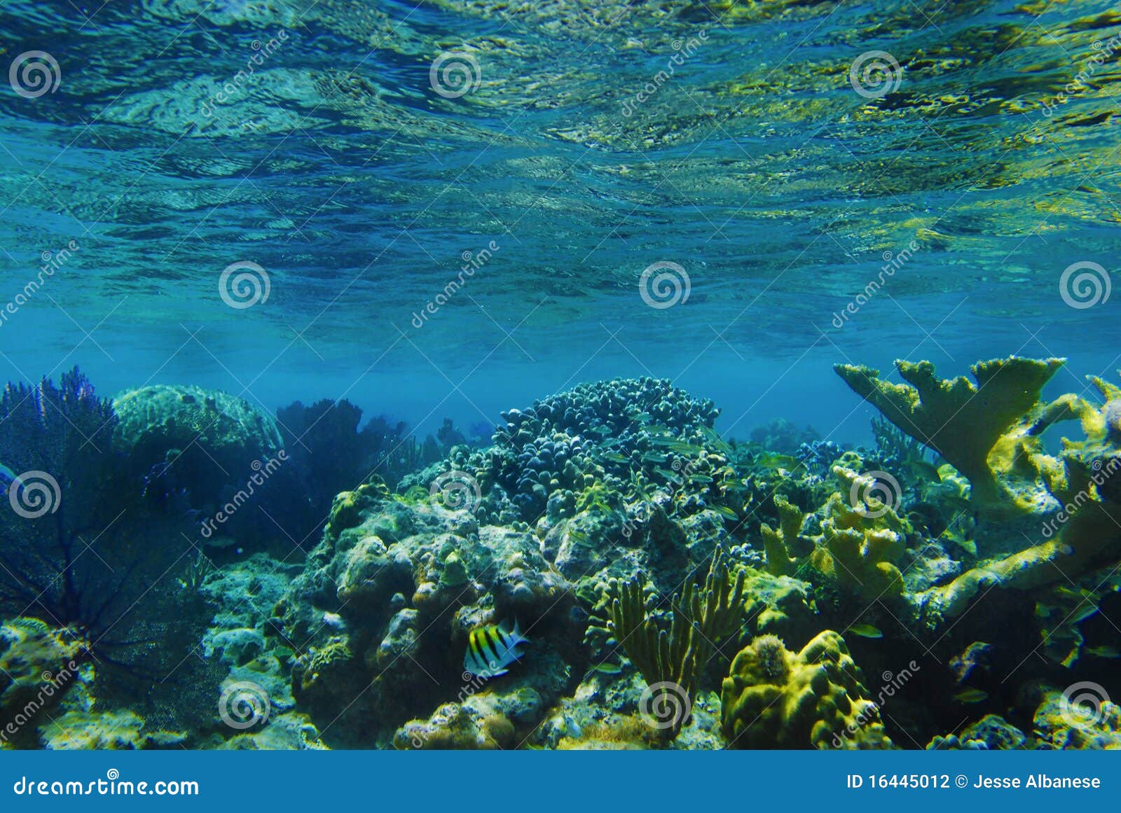 underwater coral