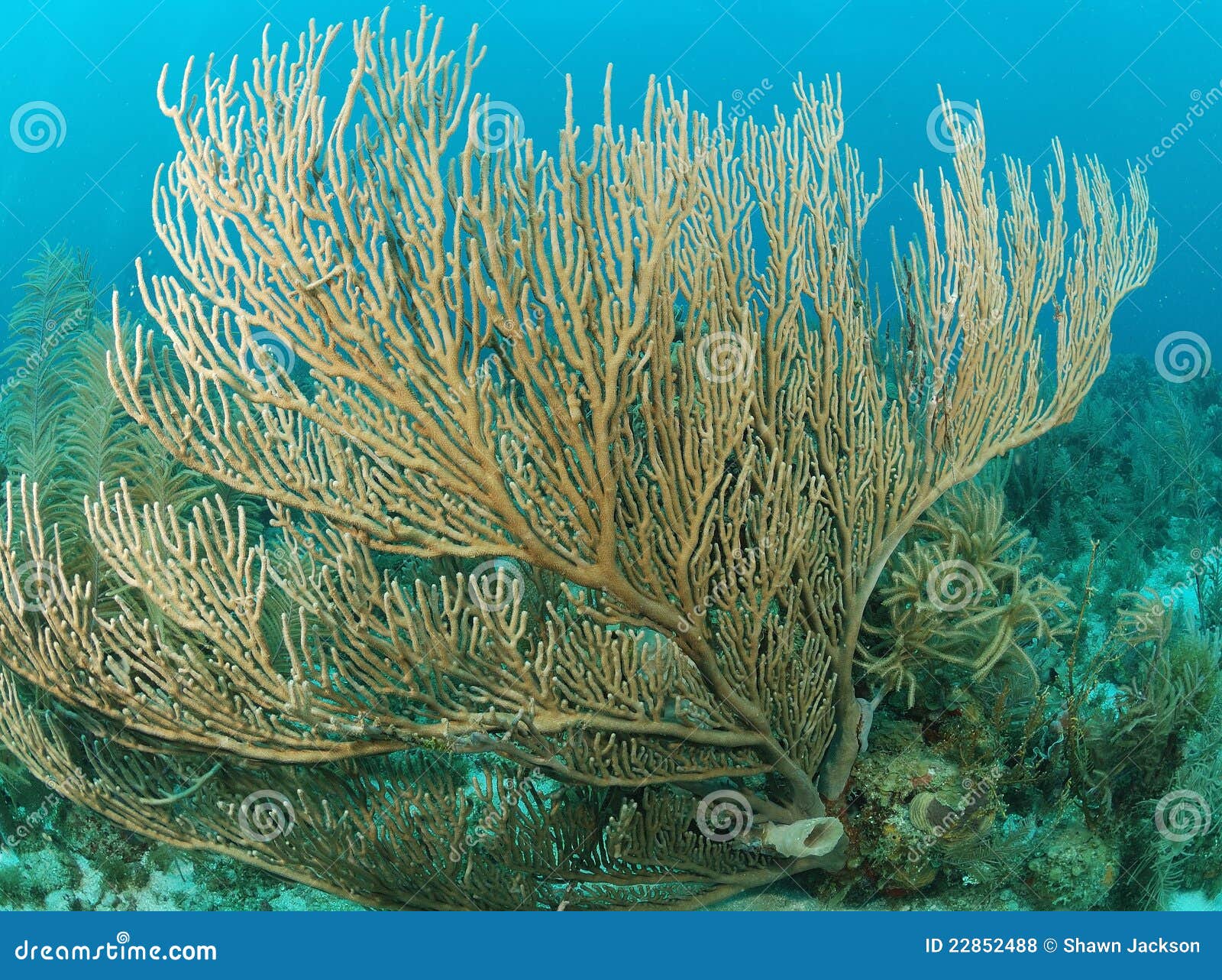 Underwater coral stock photo. Image of marine, aquatic 22852488