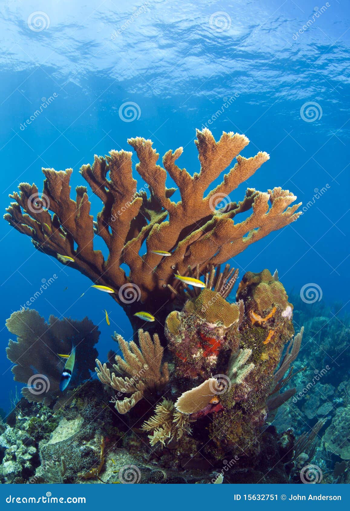 Underwater Coral Reef Elkhorn Coral Stock Image Image 15632751
