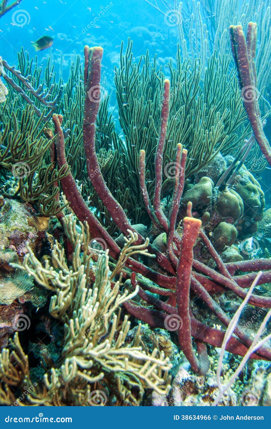 underwater coral reef erect rope sponge