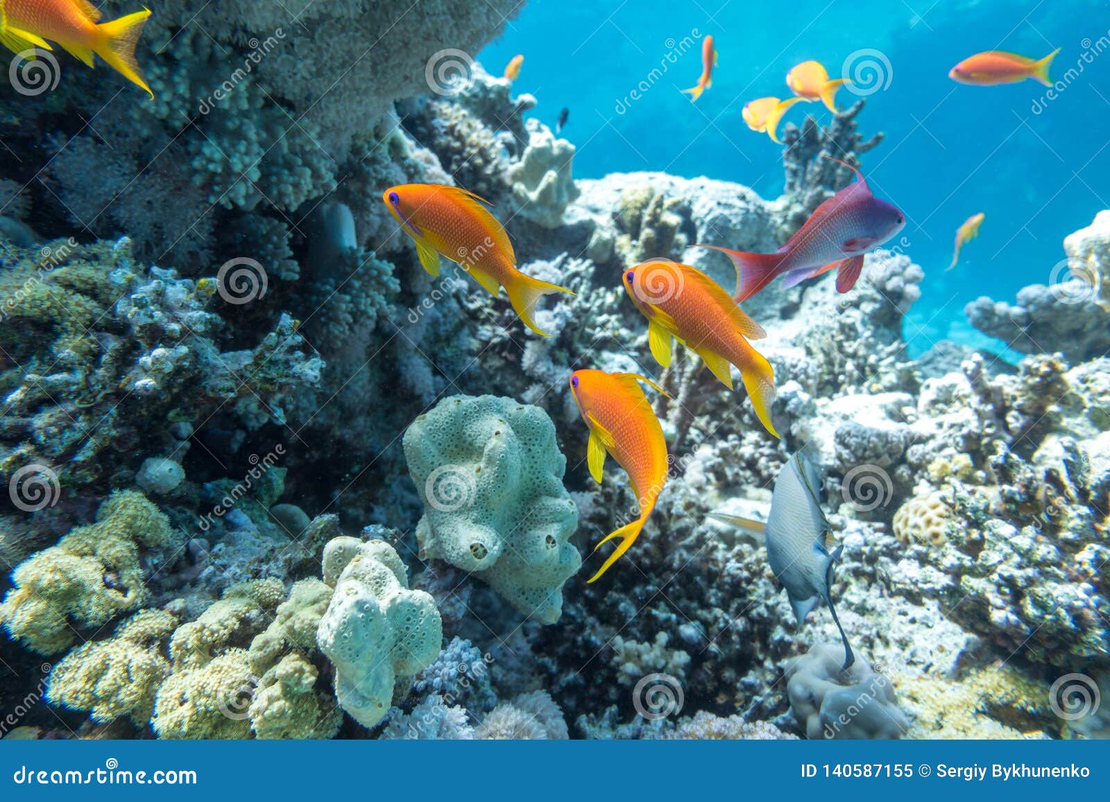 Underwater Coral Reef with Group of Tropical Fish Stock Image - Image ...