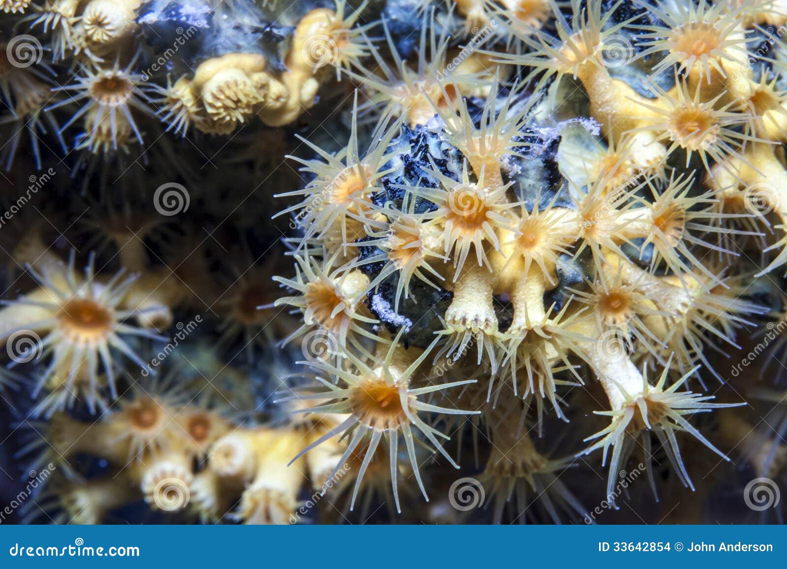 Phylum Porifera Stock Photos - Free & Royalty-Free Stock Photos from  Dreamstime