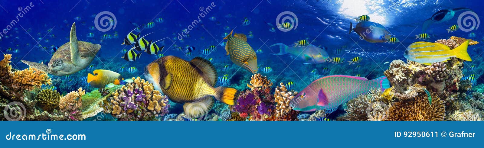 underwater coral reef landscape panorama background