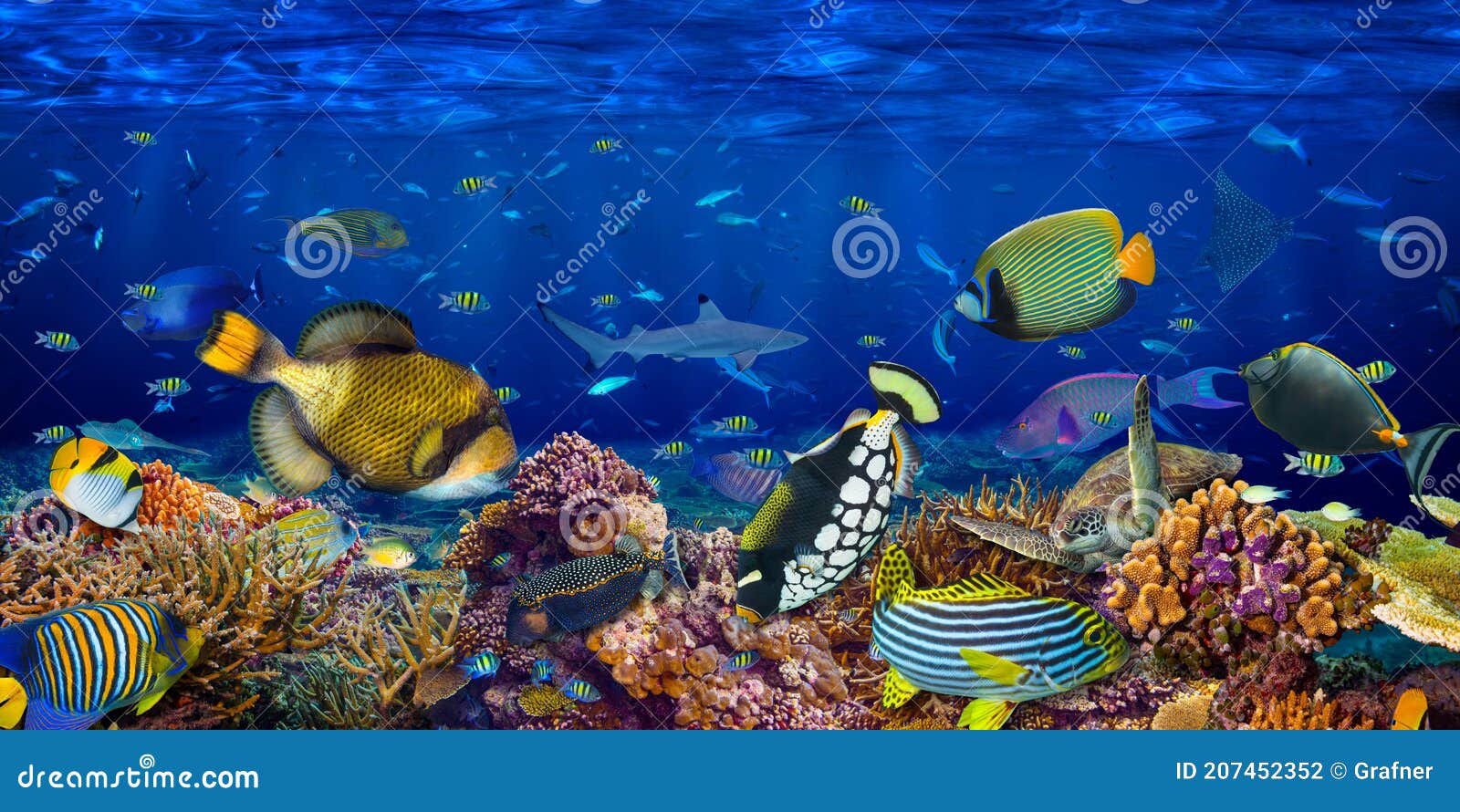 Underwater Coral Reef Landscape Wide Panorama Wallpaper Background... - Bức hình nền Underwater Coral Reef Landscape Wide Panorama Wallpaper Background là sự kết hợp hoàn hảo giữa màu sắc và hình ảnh. Những rạn san hô đầy sức sống sẽ khiến bạn như lạc vào một thế giới dưới đại dương bao la, đầy bí ẩn và đẹp đẽ.