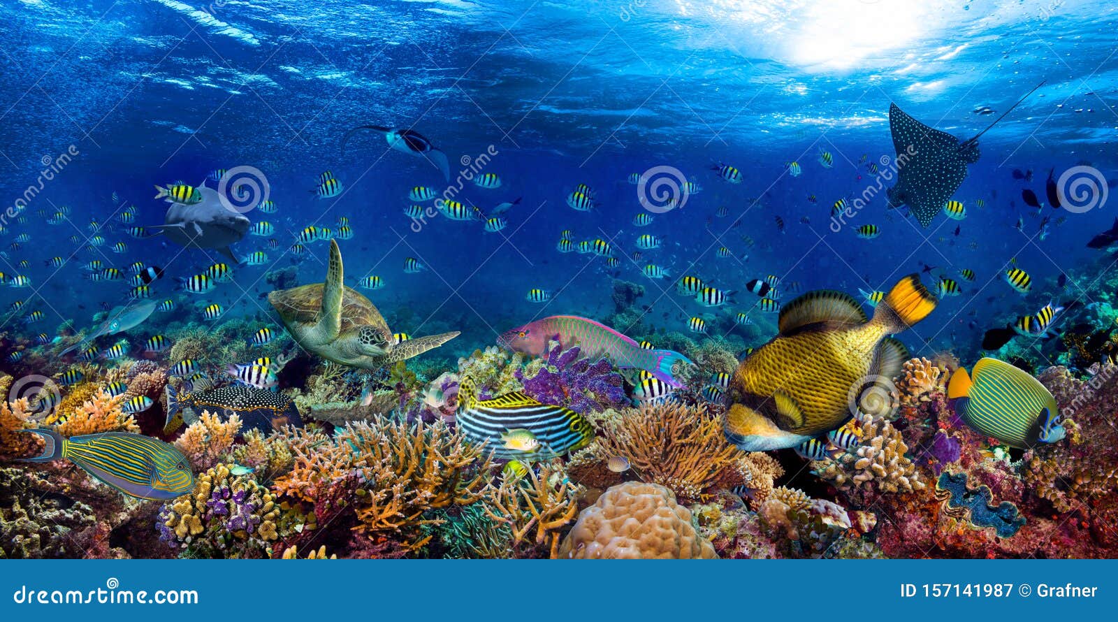 underwater coral reef landscape wide 2to1 panorama background  in the deep blue ocean with colorful fish sea turtle marine wild