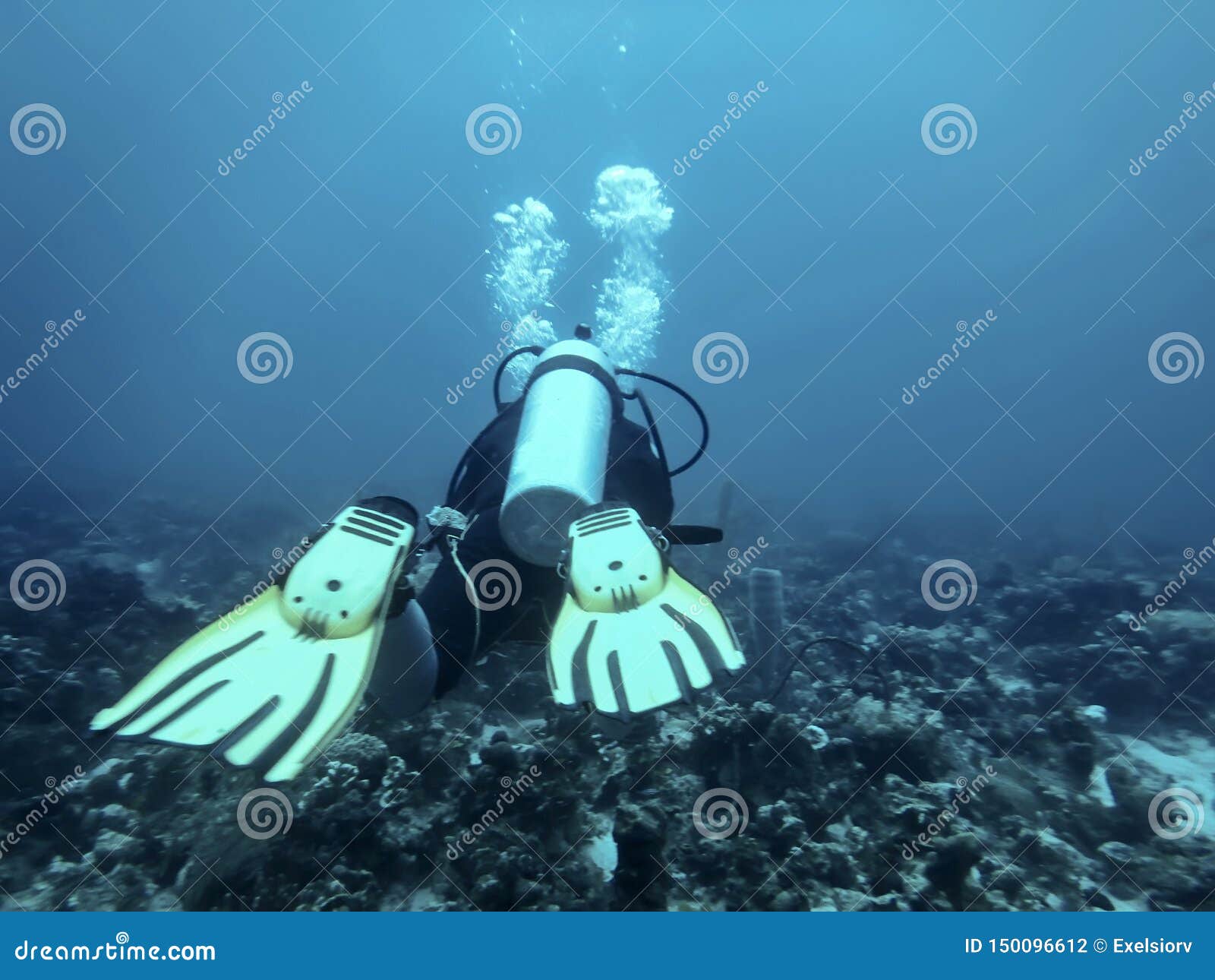 Underwater A Diver Swims In The Depths Near The Seabed Stock Photo Image Of Nature Reef