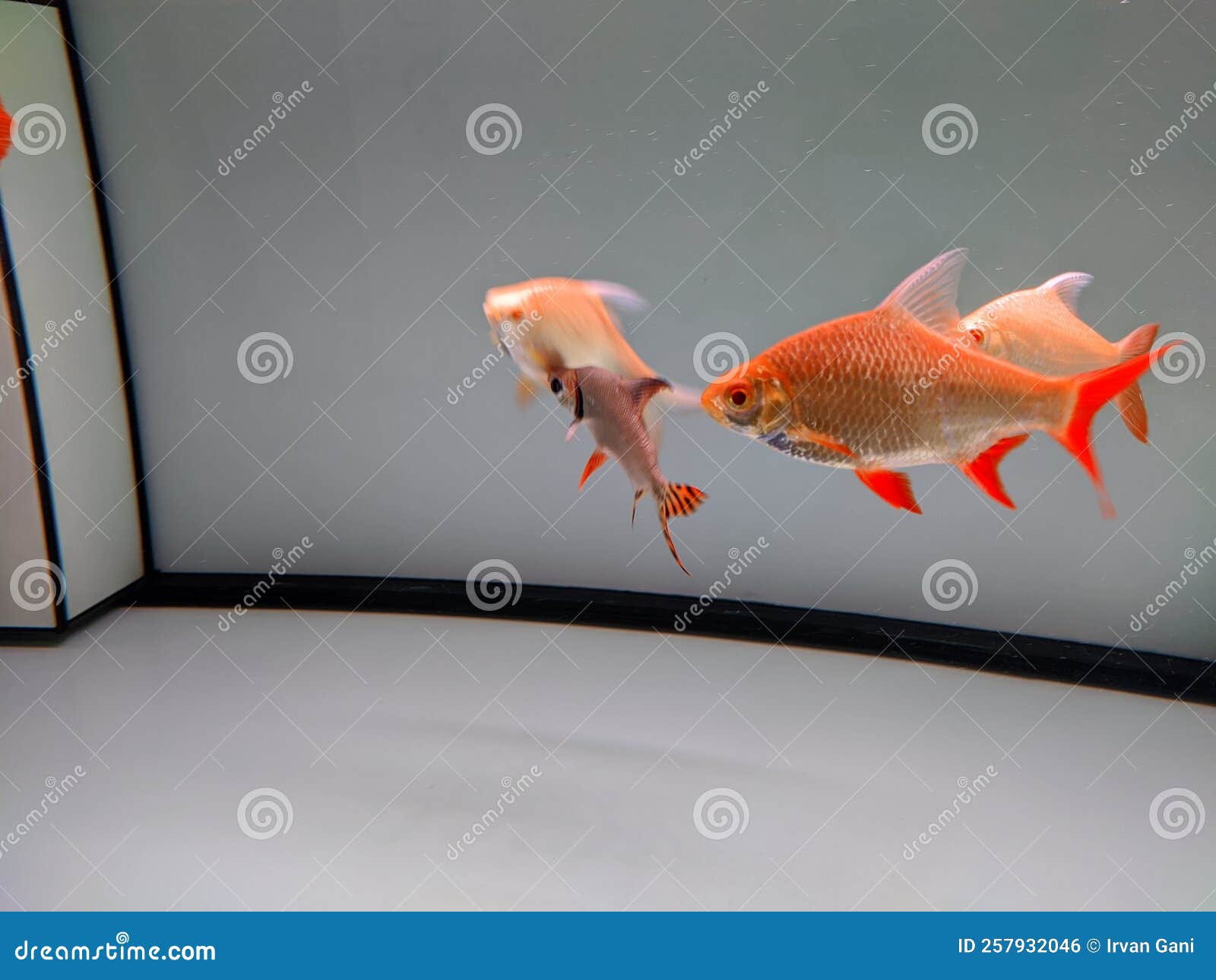 Underwater Fish tank stock photo. Image of seafood, aquarium - 257932046