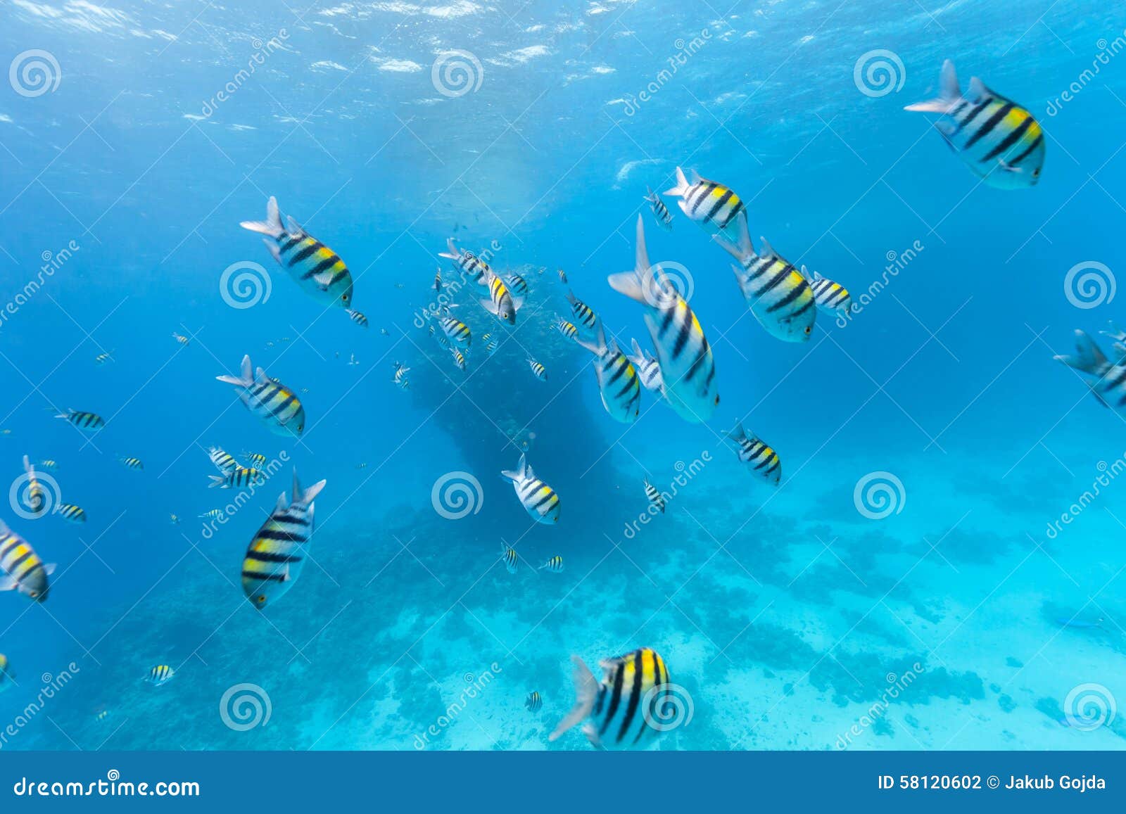 Underwater flock of fish stock photo. Image of underwater - 58120602