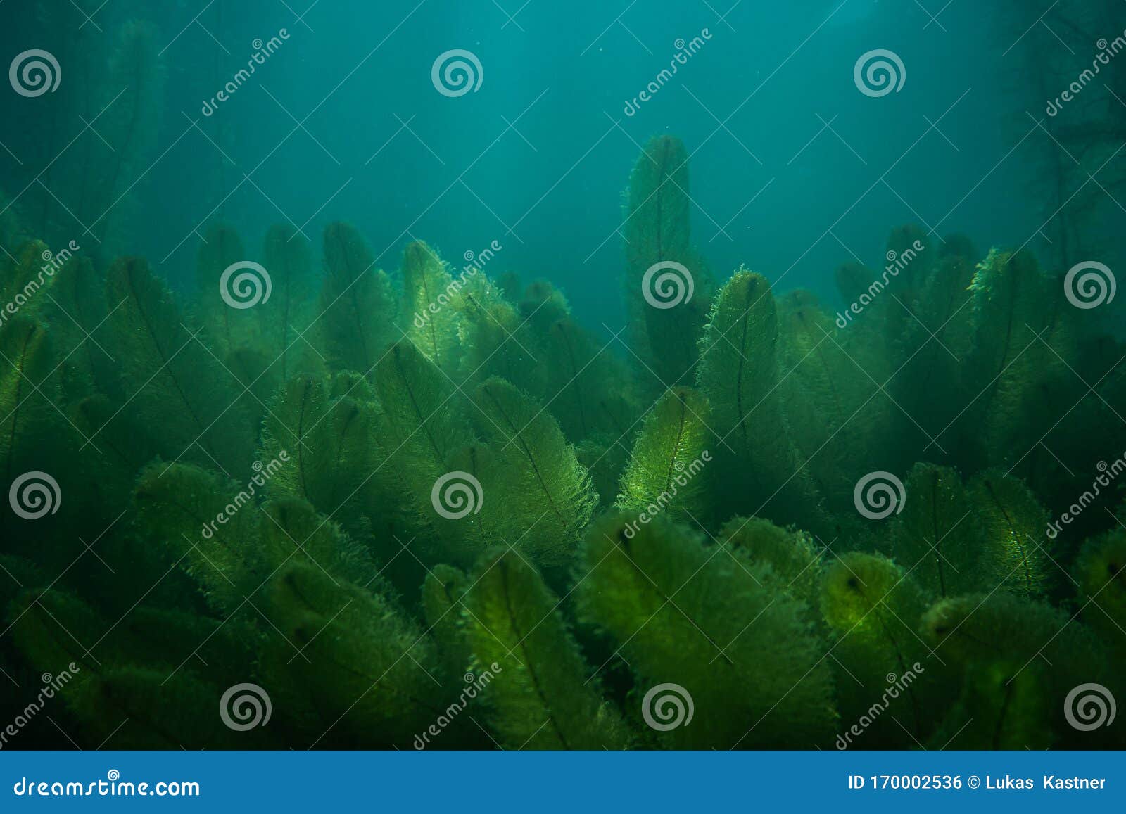 Underwater Flora. Underwater Plants Rivers, Lakes, Pond Stock Photo
